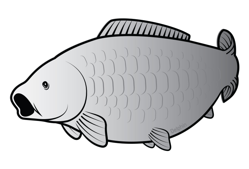 Nálepka kapr SILVER